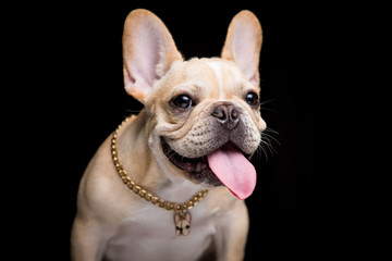 French Bulldog on the black background