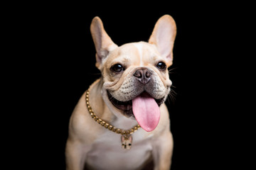 French Bulldog on the black background