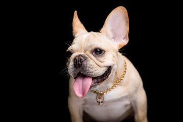 Fototapeta premium French Bulldog on the black background