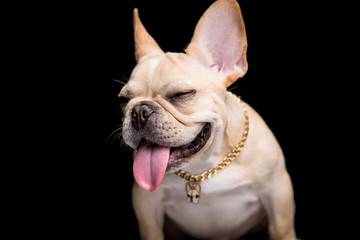 French Bulldog on the black background