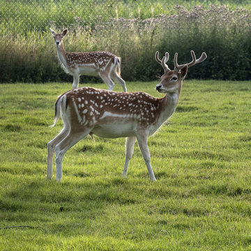 Damwild