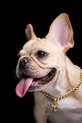 French Bulldog on the black background