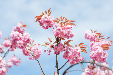 Kwitnące drzewo wiosną w ogrodzie - obrazy, fototapety, plakaty