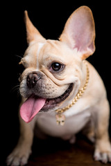 Fototapeta premium French Bulldog on the black background