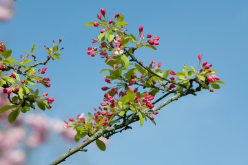 Kwitnące drzewo wiosną w ogrodzie na niebieskim tle