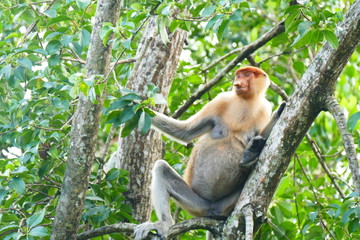 Naklejka premium Beautiful monkey Nasalis larvatus against a background of tropical island jungle