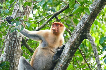 Beautiful monkey Nasalis larvatus against a background of tropical island jungle