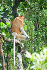 .Beautiful monkey Nasalis larvatus against a background of tropical island jungle