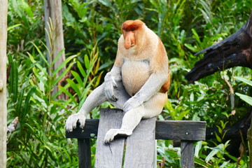 Beautiful monkey nasach Nasalis larvatus against a background of tropical island jungle.