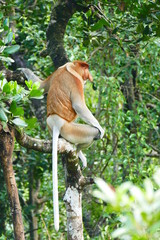 Beautiful monkey Nasalis larvatus against a background of tropical island jungle