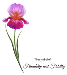 Изысканные цветы, фиолетовые ирисы. Символ дружбы и верности.