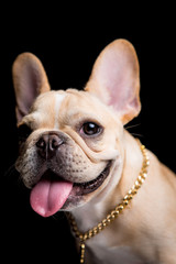 Fototapeta premium French Bulldog on the black background