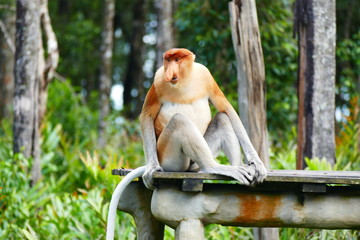 Beautiful monkey Nasalis larvatus against a background of tropical island jungle