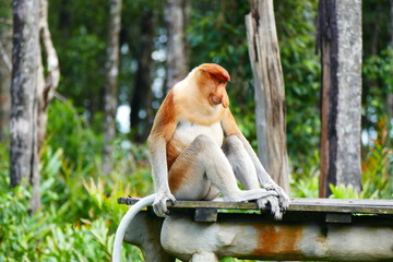 Fototapeta premium Beautiful monkey nasach Nasalis larvatus against a background of tropical island jungle.