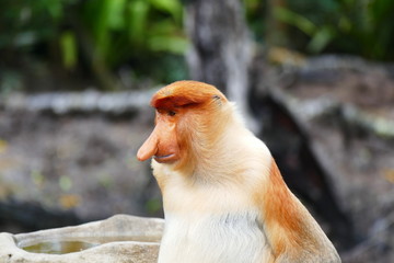 Fototapeta premium Beautiful monkey Nasalis larvatus against a background of tropical island jungle