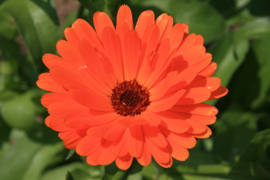 Calendula Officinalis