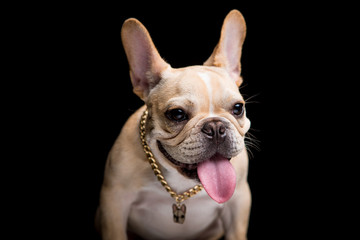French Bulldog on the black background
