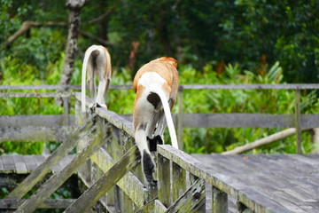 Beautiful monkey Nasalis larvatus against a background of tropical island jungle