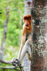 Naklejka premium Beautiful monkey Nasalis larvatus against a background of tropical island jungle