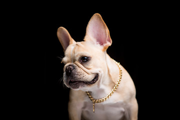 French Bulldog on the black background