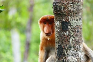 Beautiful monkey Nasalis larvatus against a background of tropical island jungle