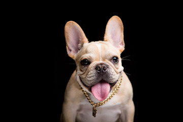 Fototapeta premium French Bulldog on the black background