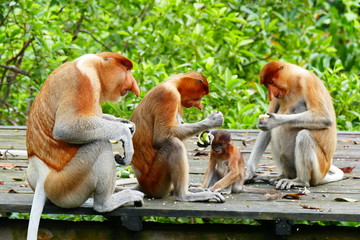 Beautiful monkey Nasalis larvatus against a background of tropical island jungle