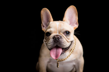 French Bulldog on the black background