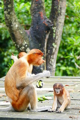 Beautiful monkey Nasalis larvatus against a background of tropical island jungle