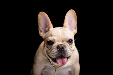 French Bulldog on the black background