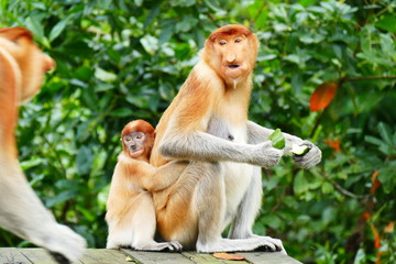 Beautiful monkey Nasalis larvatus against a background of tropical island jungle