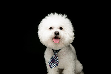 Bichon Friseon on the black background