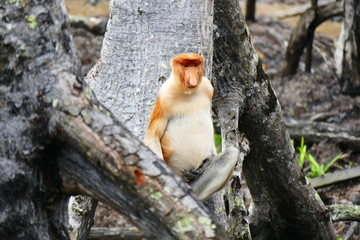 Beautiful monkey Nasalis larvatus against a background of tropical island jungle