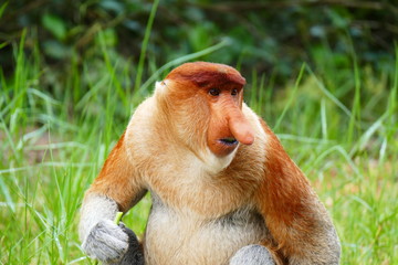 Naklejka premium Beautiful monkey Nasalis larvatus against a background of tropical island jungle