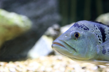Blue fish in aquarium