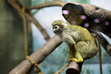 Obraz premium Monkey on a stick