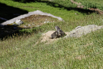 Fratrie de marmotons