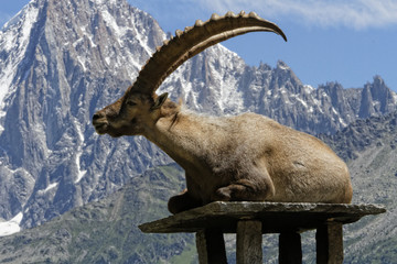Bouquetin devant le massif du Mont-Blanc