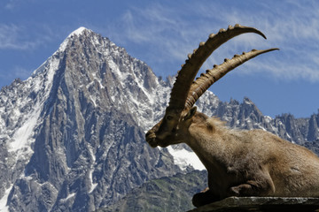 Bouquetin devant le massif du Mont-Blanc