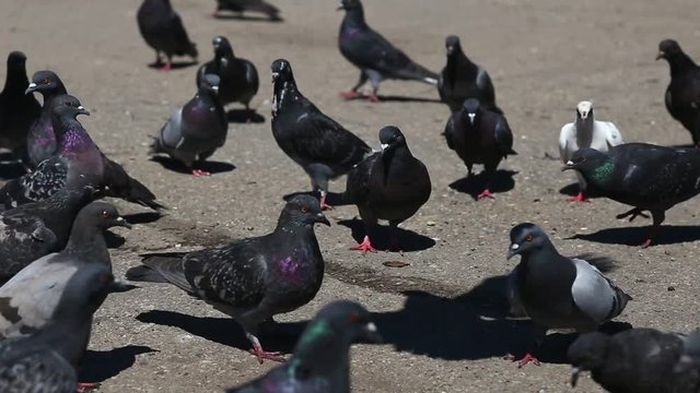Pigeons walking in the city on pavement