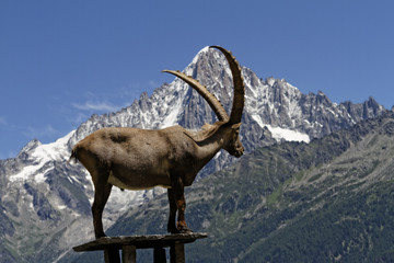 Bouquetin devant le massif du Mont-Blanc