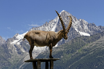 Bouquetin devant le massif du Mont-Blanc