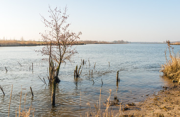 Bare and weathered branches above the water surface in a flooded area