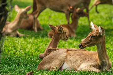 Deer sitting in the green field.