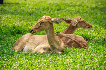 Deer sitting in the green field.