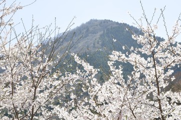 鳥ノ胸山と桜