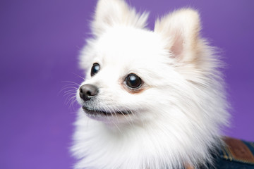Obraz premium Pomeranian on the purple background