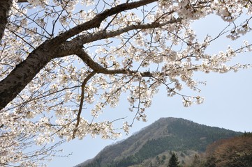 Fototapeta premium 鳥ノ胸山と桜