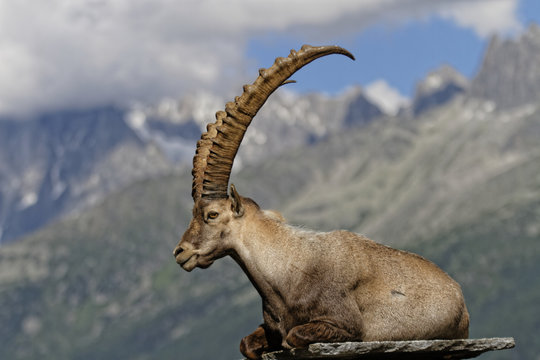 Bouquetin devant le massif du Mont-Blanc