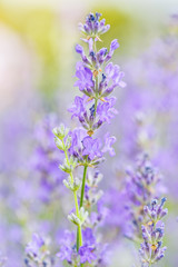 Lavender flower blooming scented field close up. Bright natural background.